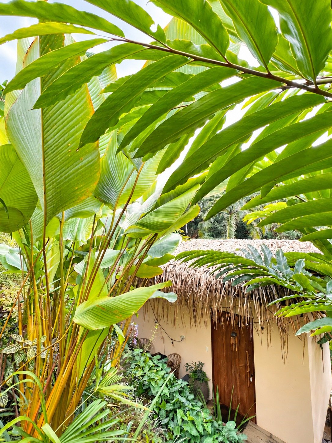 Tropical Casita entrance framed by lush rainforest foliage