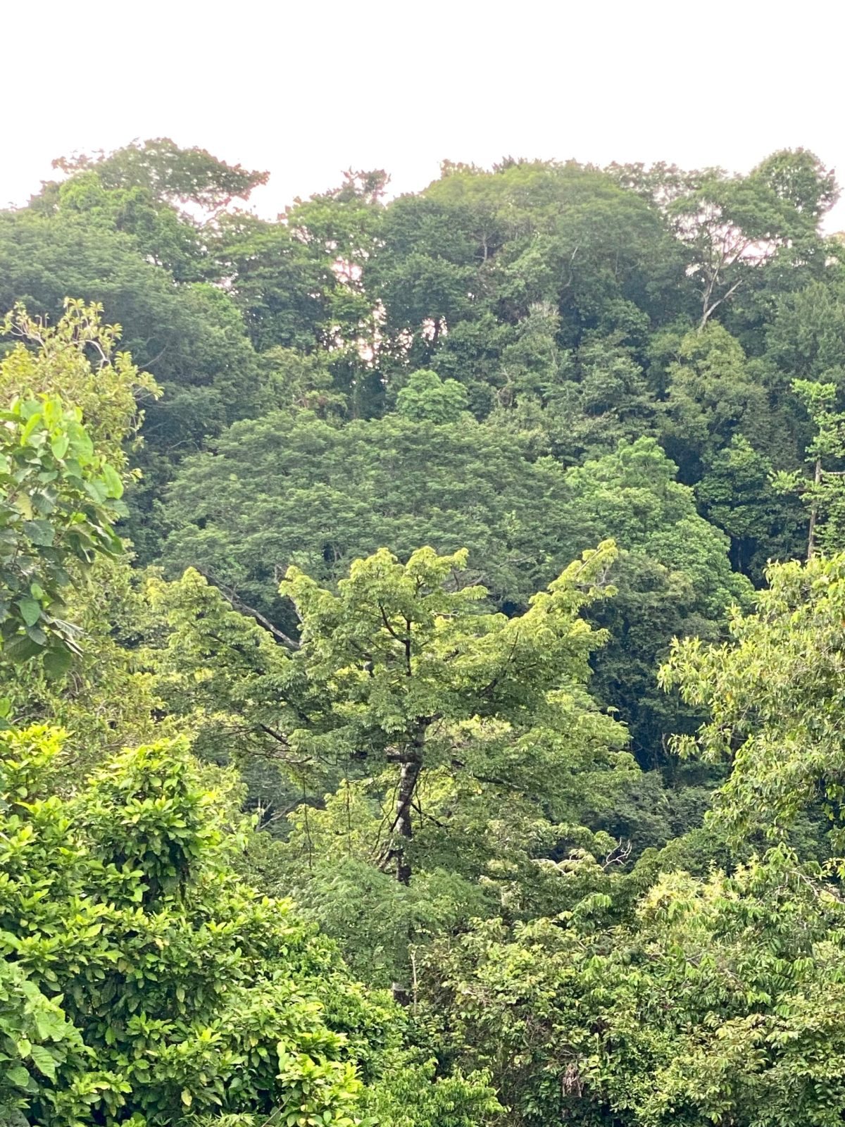 Lush rainforest and tropical food forest at Wilder Sanctuary