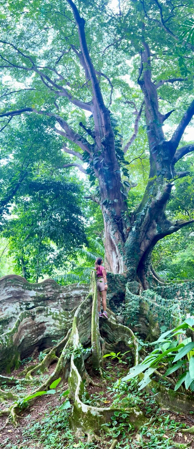 A towering rainforest tree on an off-site excursion