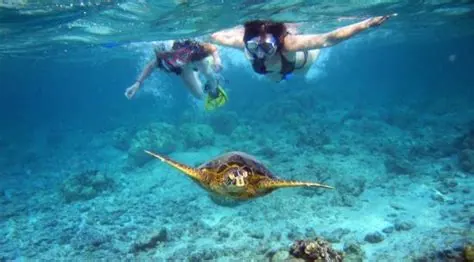 Snorkeling in clear tropical waters