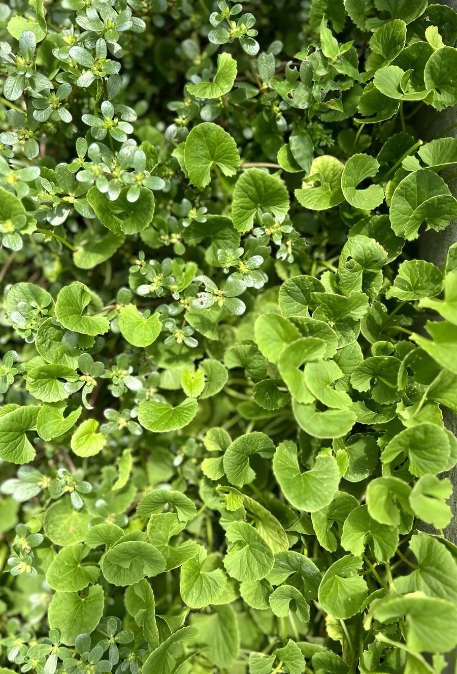 Fresh medicinal greens and groundcover in the Wilder gardens