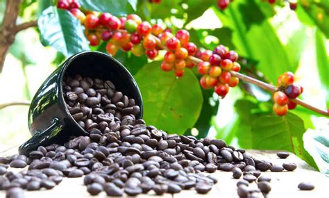 Coffee beans with coffee cherries