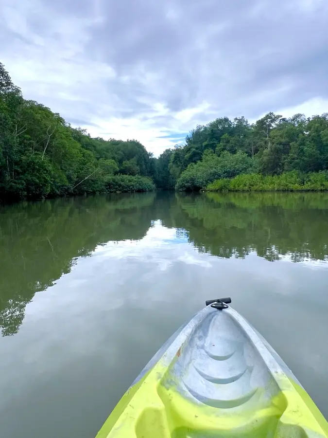 Kayak on a calm rainforest waterway