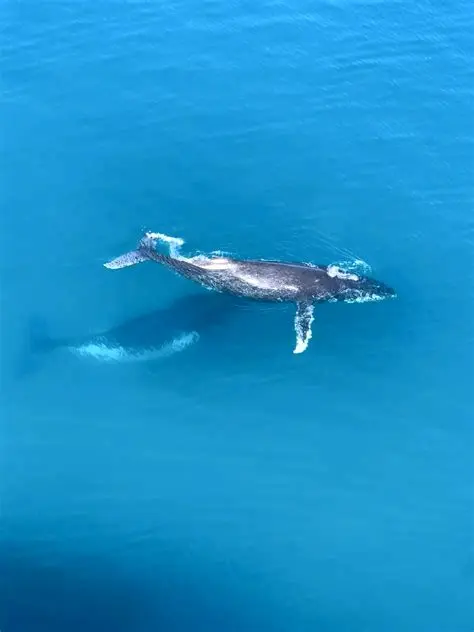 Humpback whale in the blue Pacific