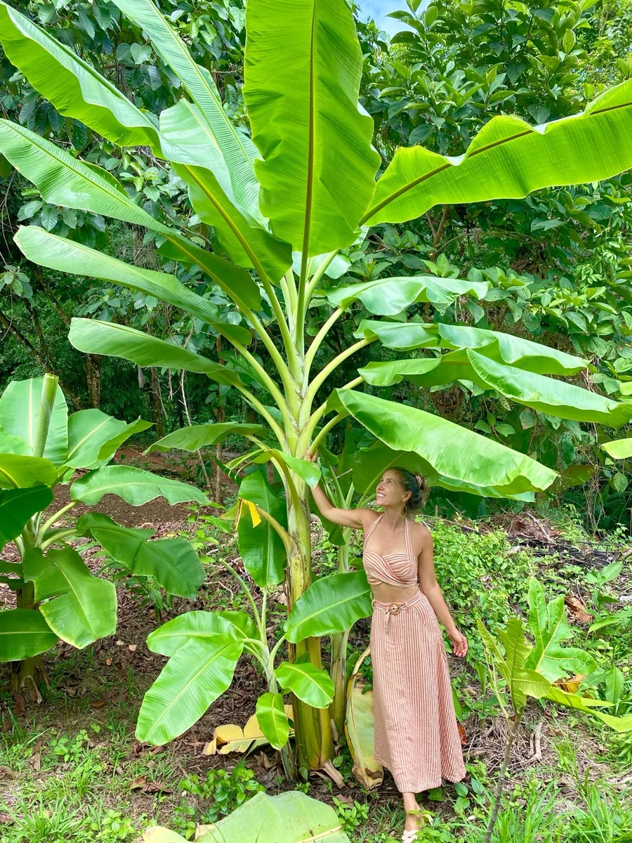 Guest exploring the Wilder food forest beside a large banana plant