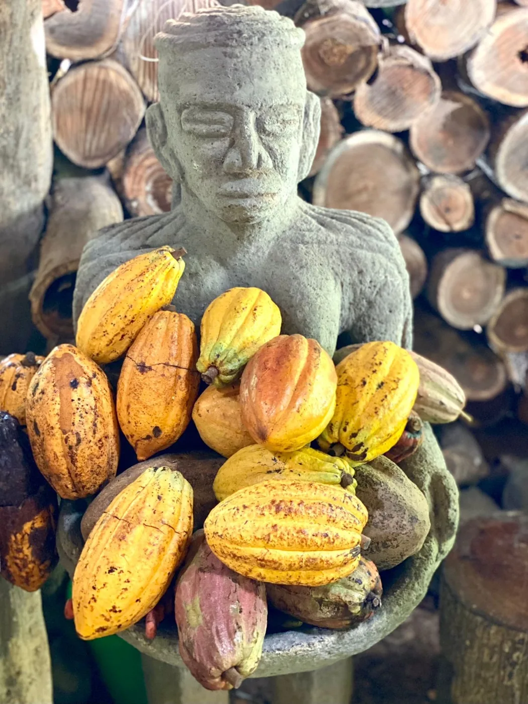 Cacao pods and tropical chocolate tradition
