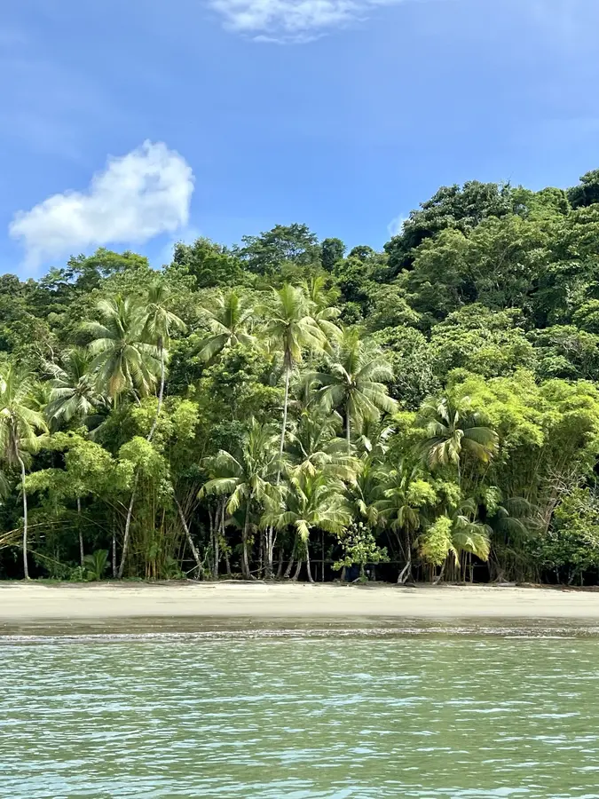 Forest-lined tropical beach on the South Pacific coast