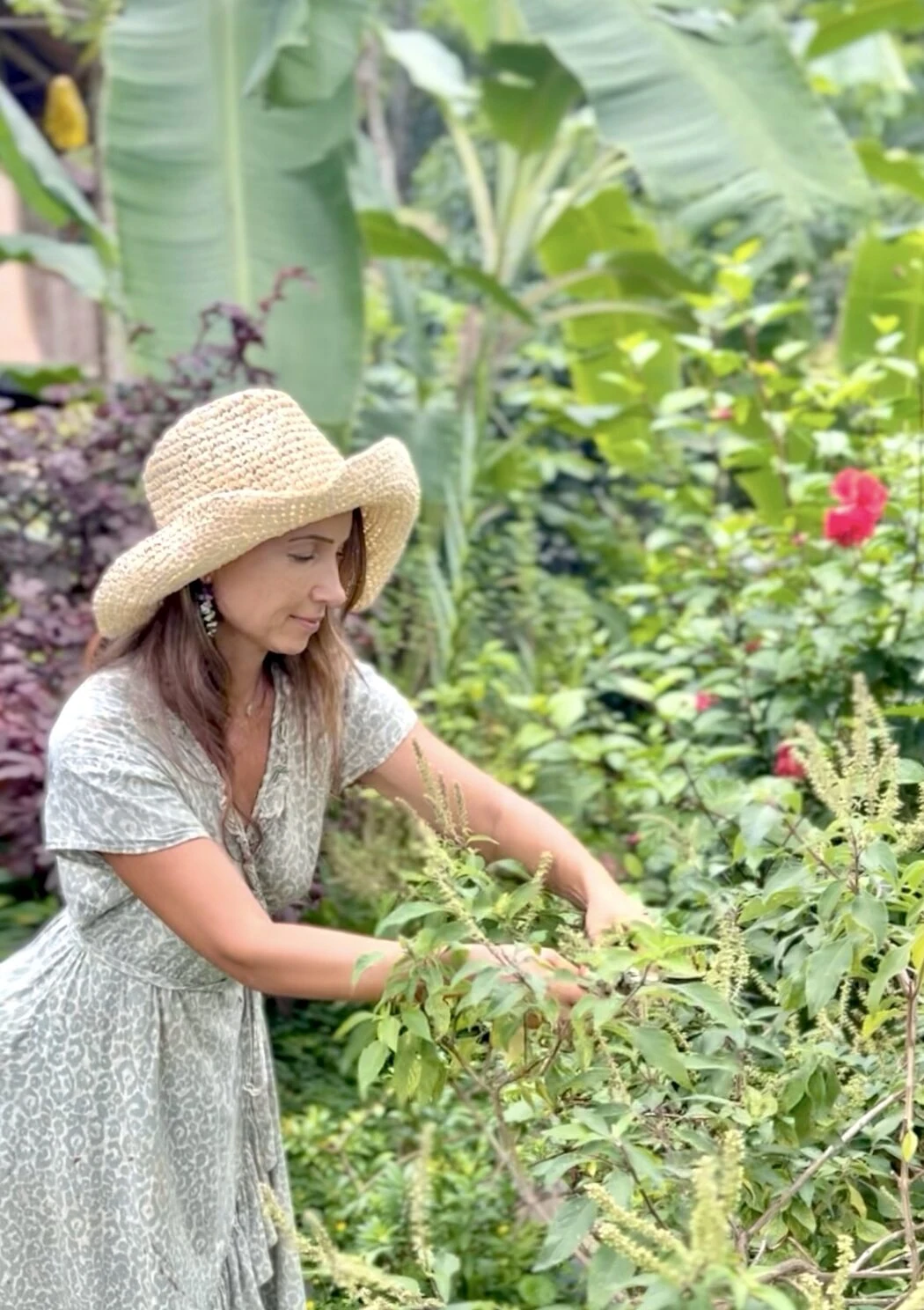 Lena harvesting medicinal herbs in Wilder’s tropical gardens