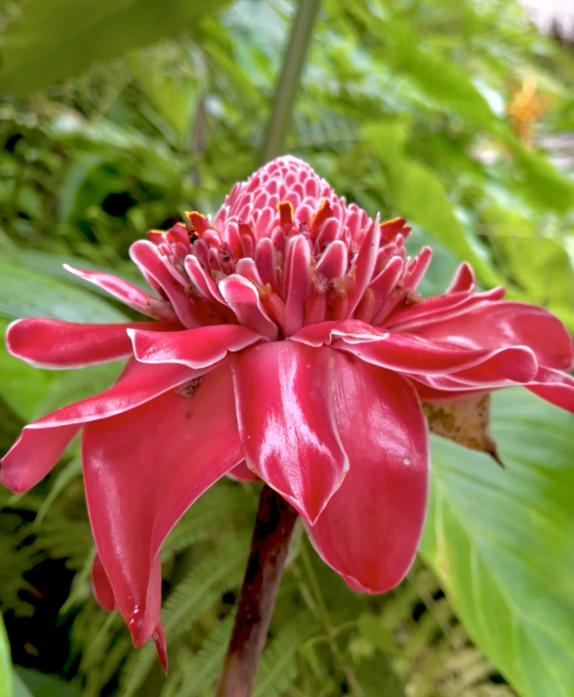 Tropical ginger flower growing in the gardens