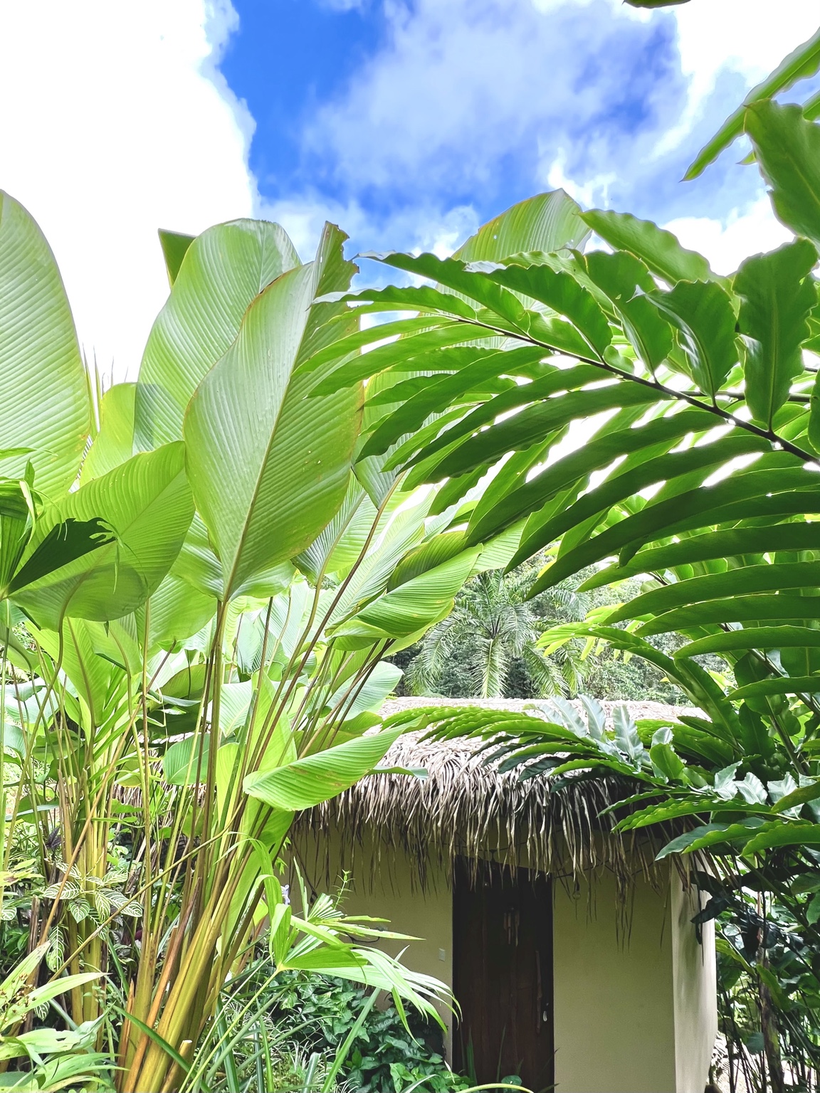 The Tropical Casita nestled within rainforest gardens