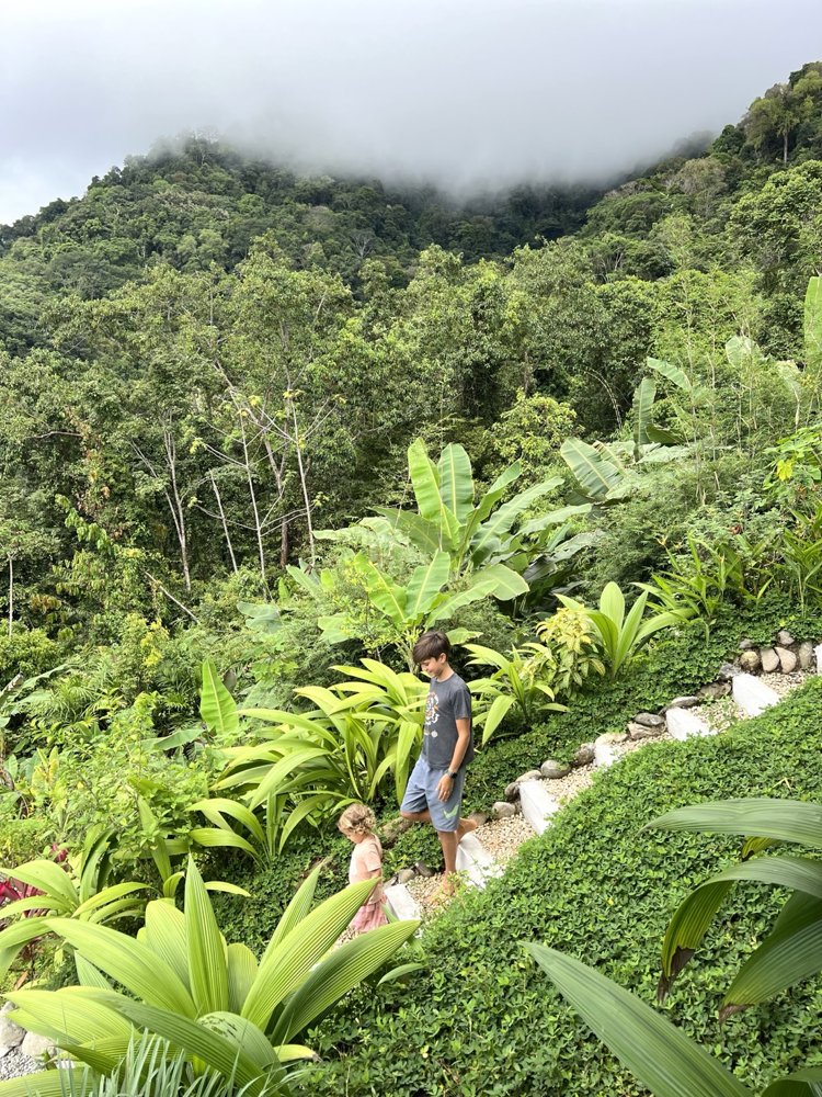Lush tropical garden and rainforest slopes at Wilder
