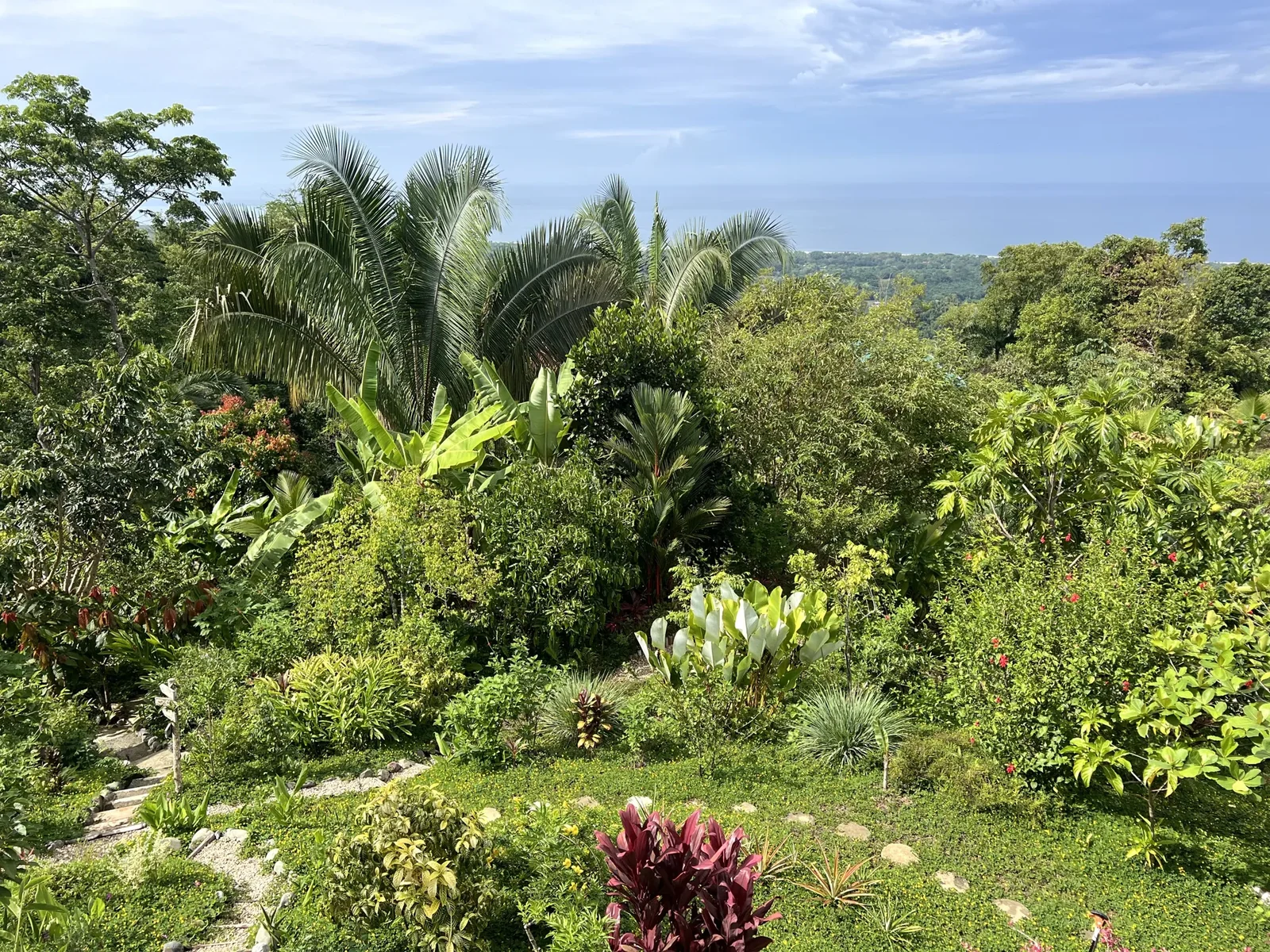 Original photo of the flourishing tropical gardens with palms and rainforest