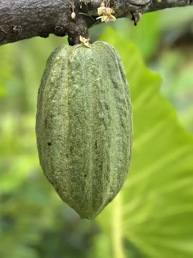 Cacao pod growing on a tree in Wilder’s food forest
