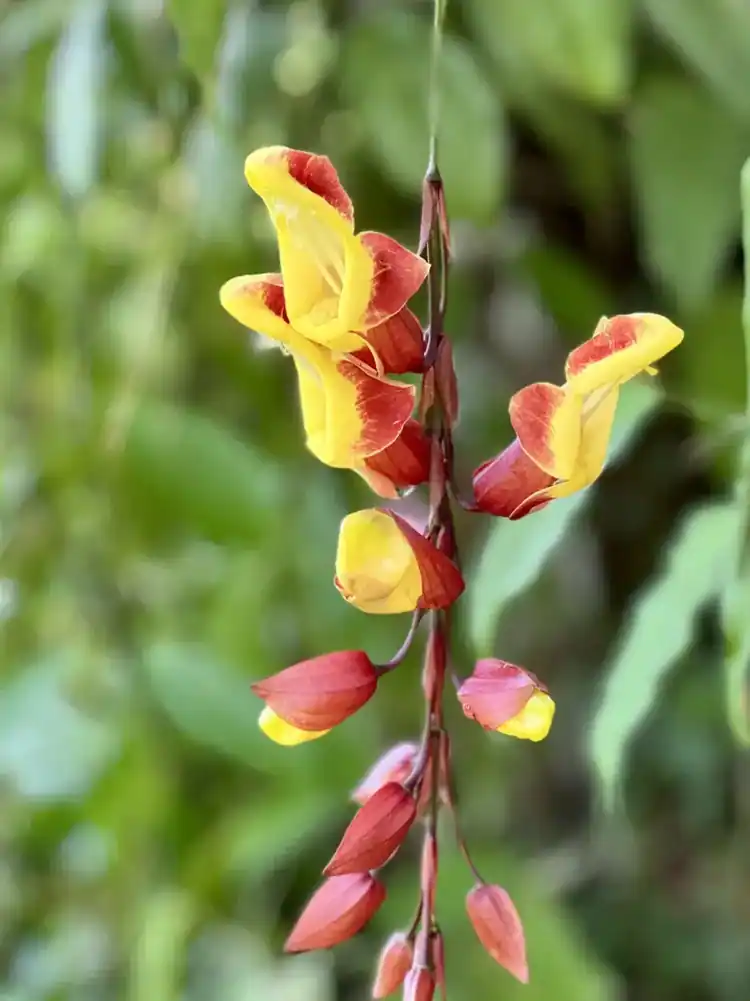 Tropical flowering heliconia