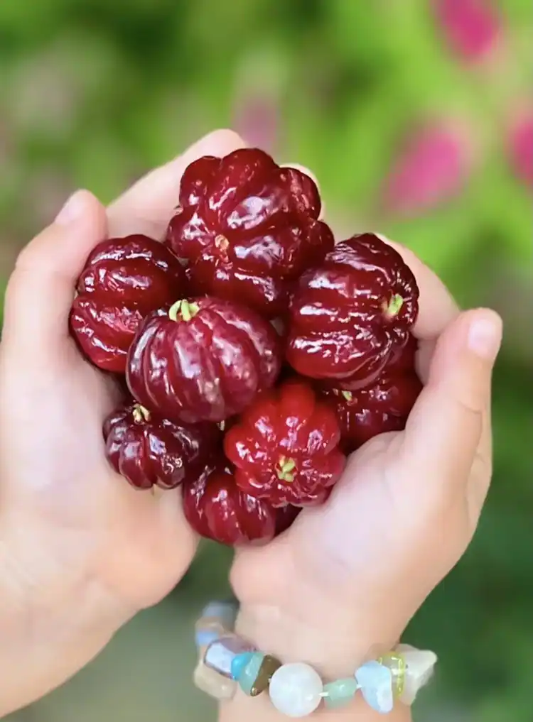 Tropical wax apples held in a hand