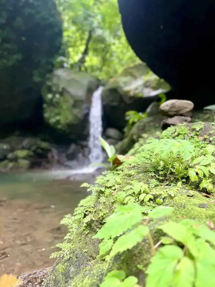 Real photograph of the rainforest waterfall on the Wilder property