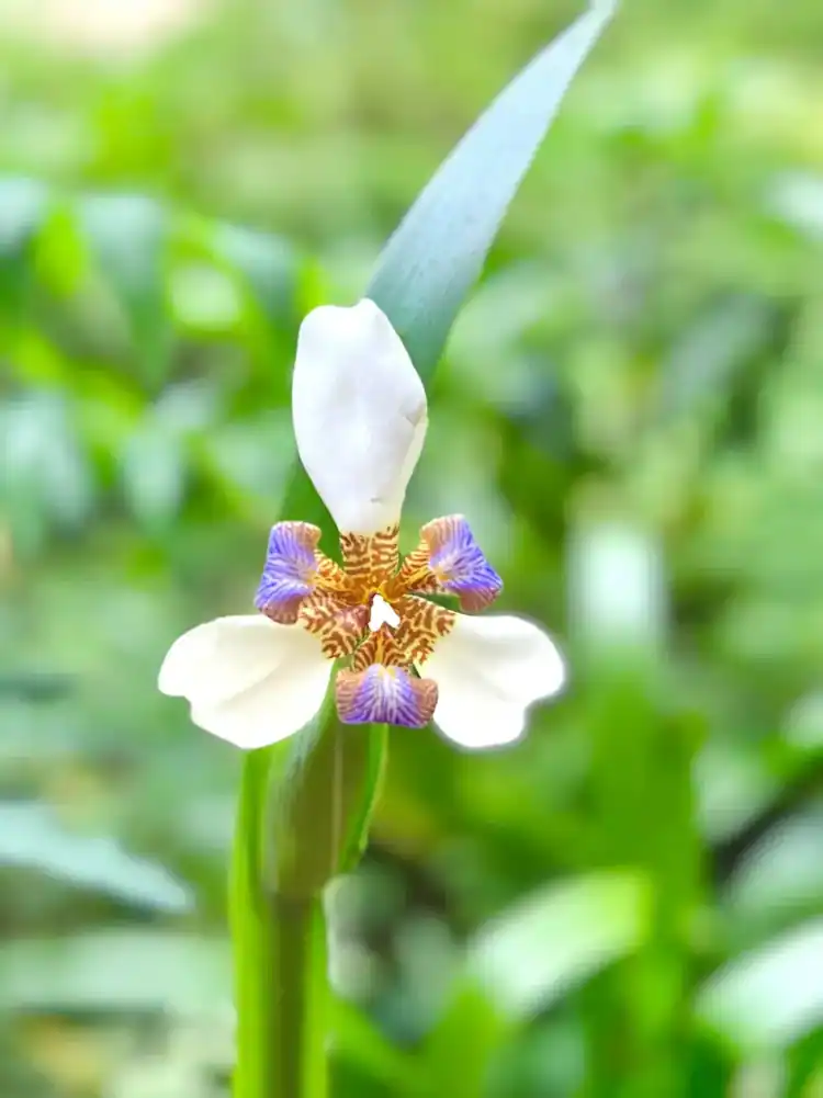 A delicate wild orchid in bloom