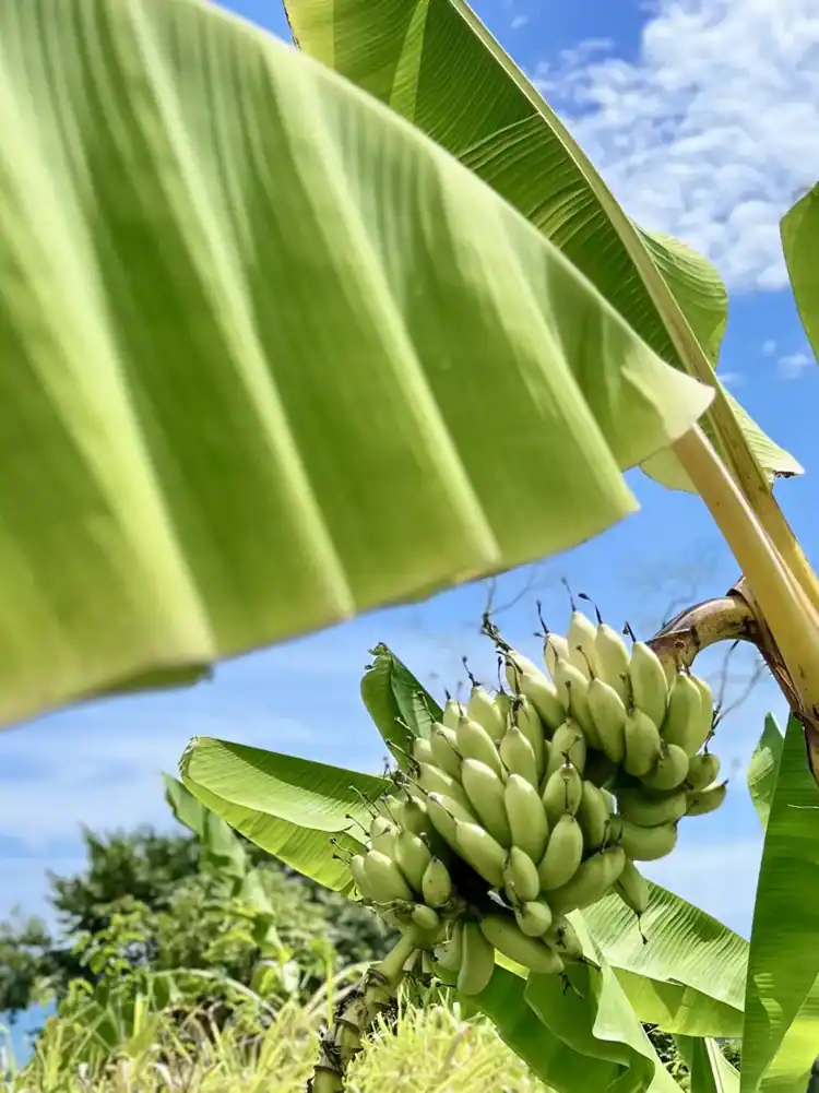 A bunch of bananas growing in the Wilder food forest