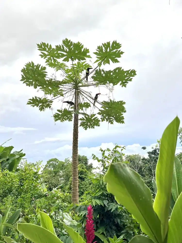 Native tropical tree at Wilder