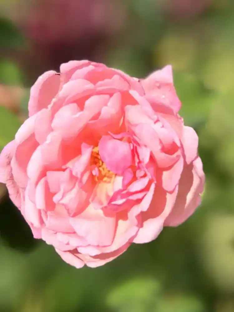 Pink rose grown in the gardens