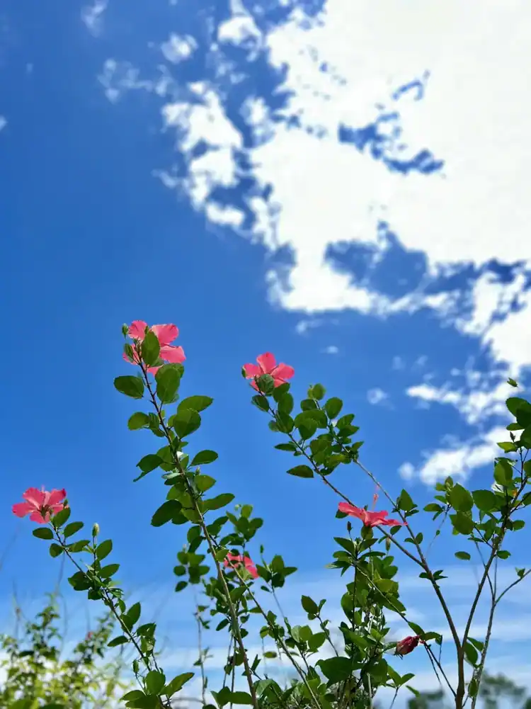Flowering branch silhouetted against the blue tropical sky