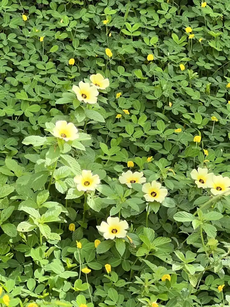 Yellow flowering groundcover supporting pollinators