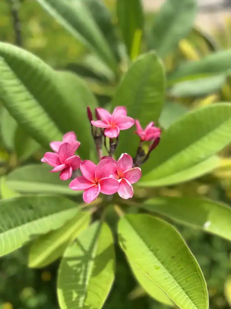 Pink plumeria flowers in the garden