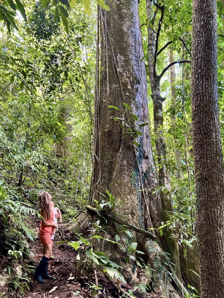 Exploring the ancient rainforest trees