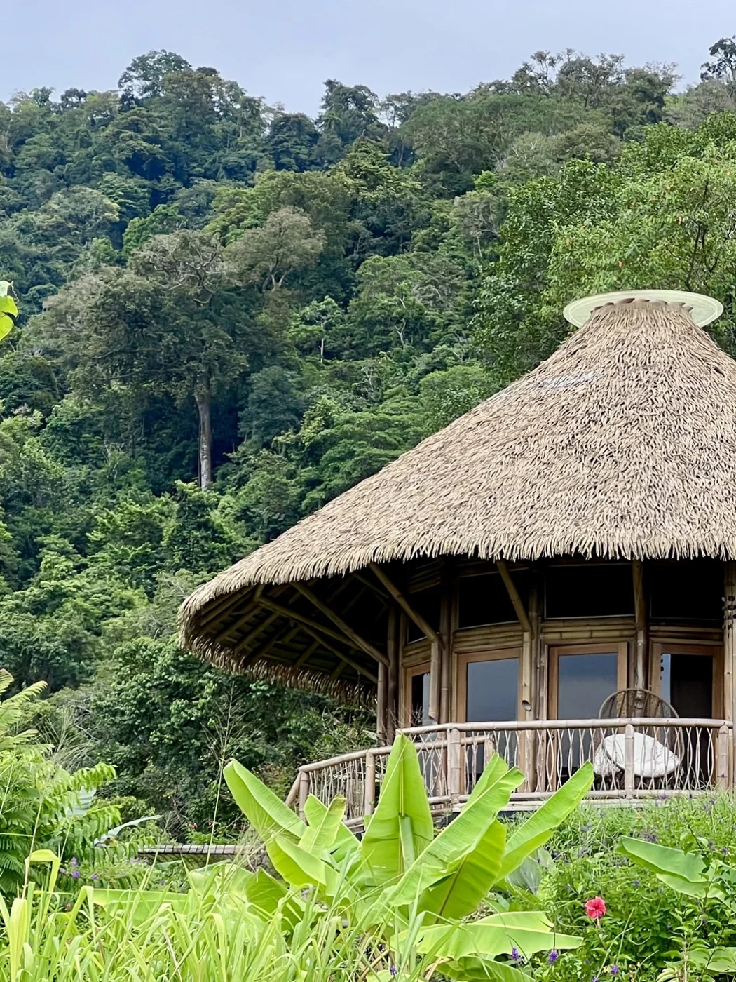 Bamboo house and palm roof surrounded by rainforest