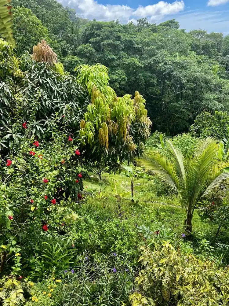 Green forest and gardens along the rainforest slopes