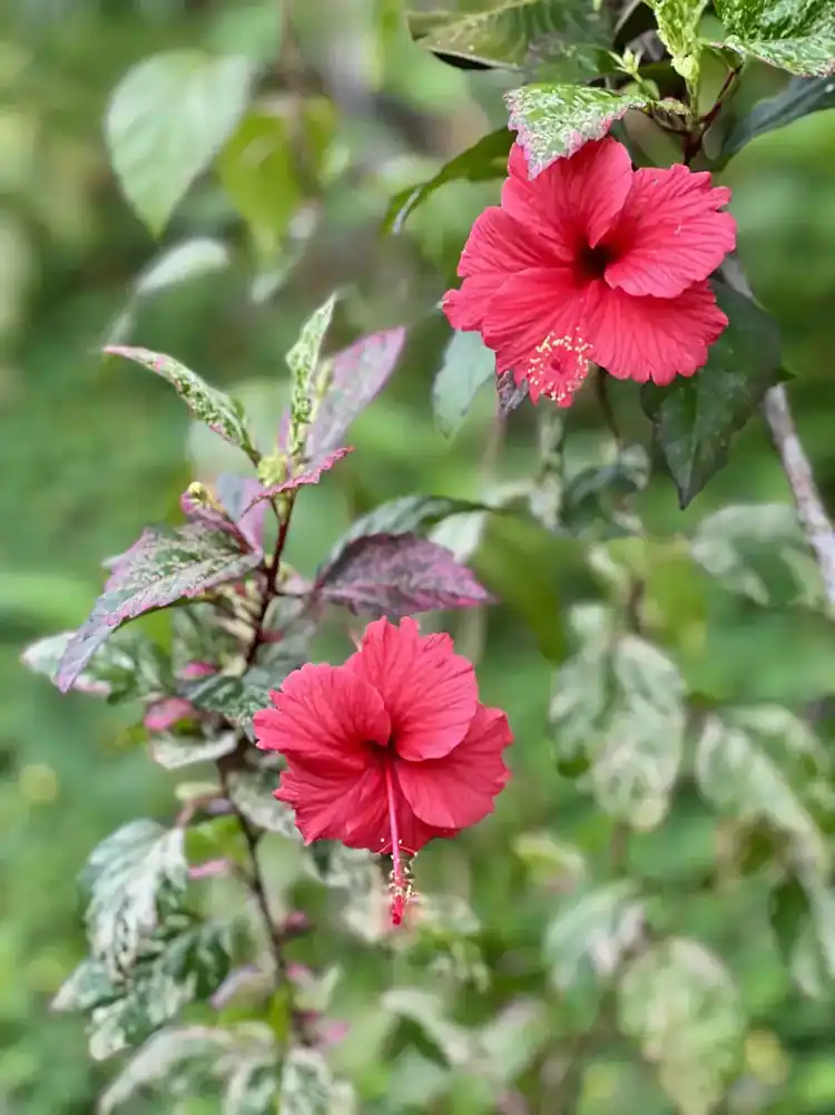 Pink hibiscus in the gardens