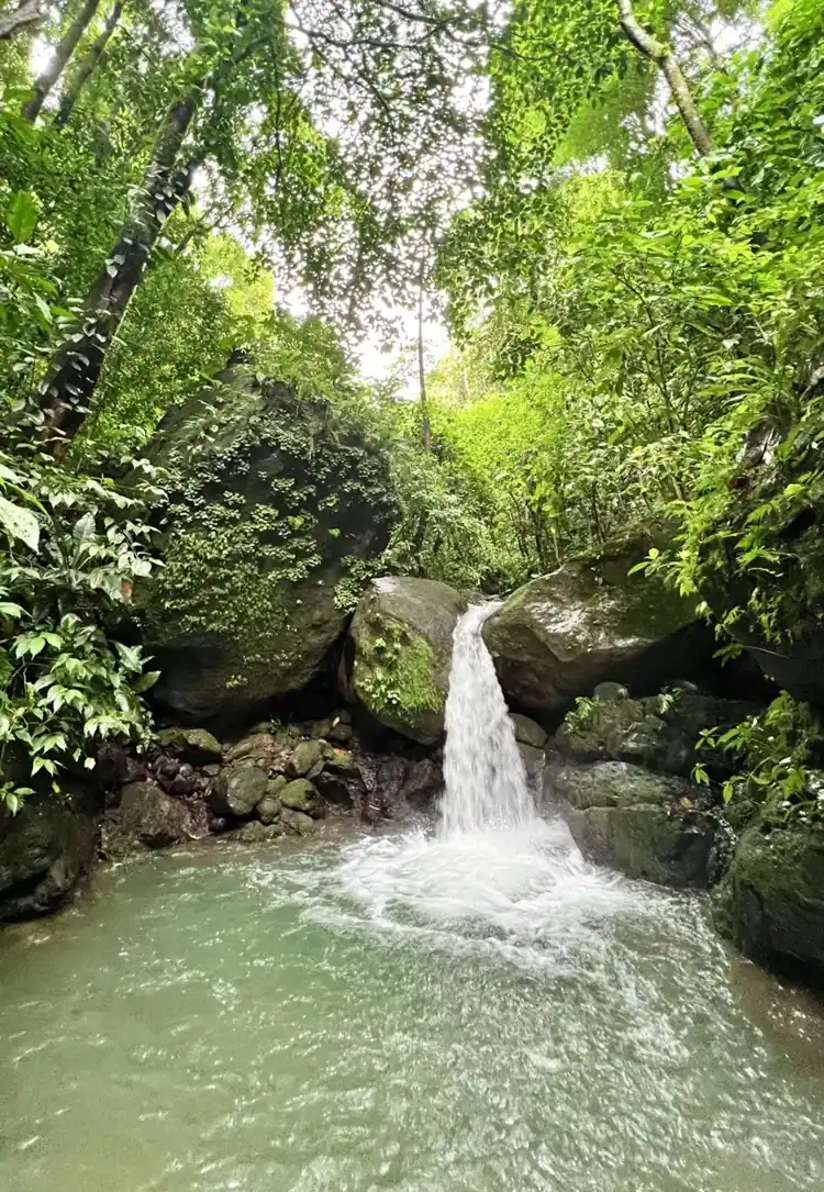 Wilder waterfall beneath mossy rainforest boulders