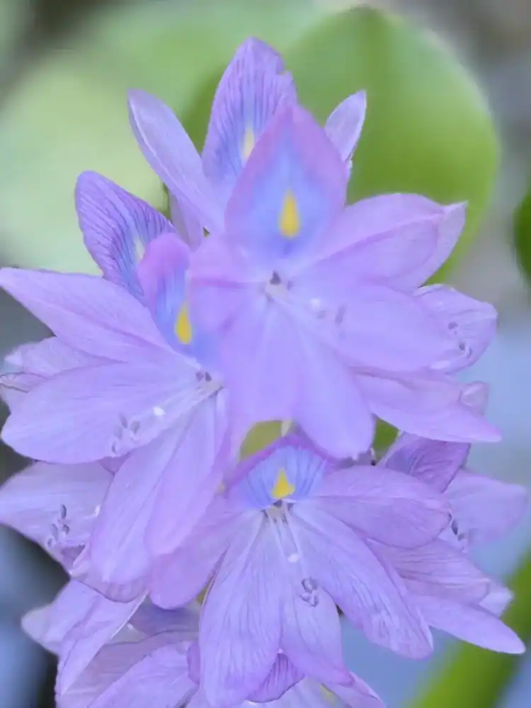Purple flowers in the sanctuary