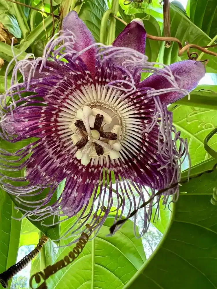 Passionflower growing in Wilder’s tropical gardens