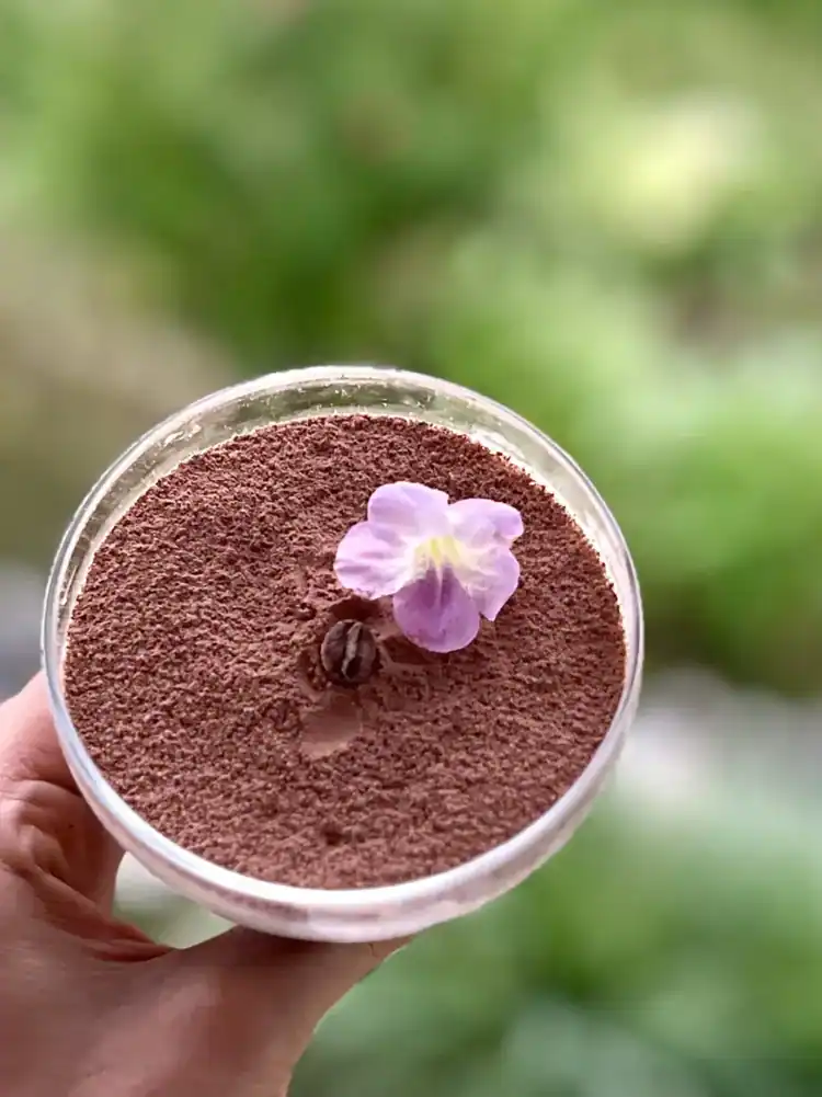 A bowl of fresh cacao topped with an edible flower
