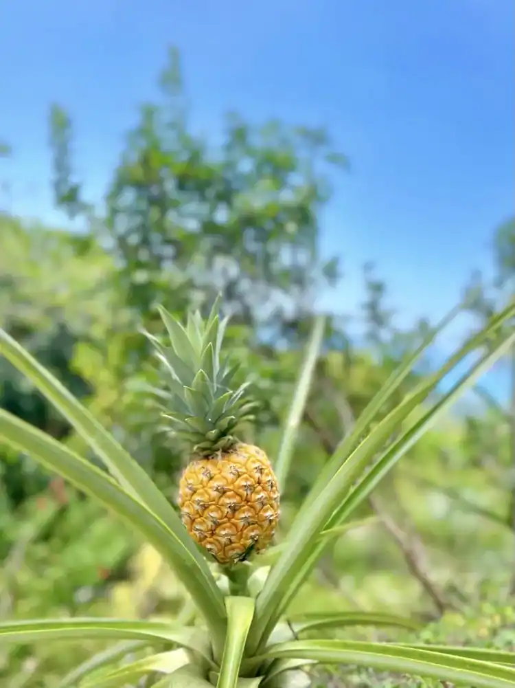 A young pineapple ripening in the gardens